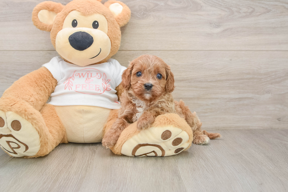 Little Cavipoo Poodle Mix Puppy