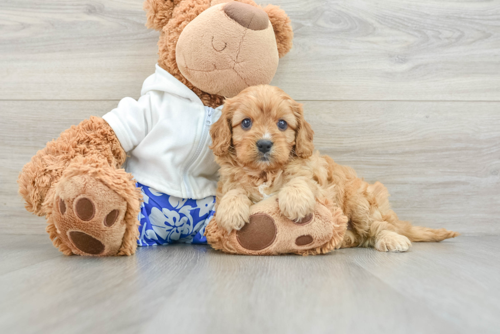 Best Cavapoo Baby