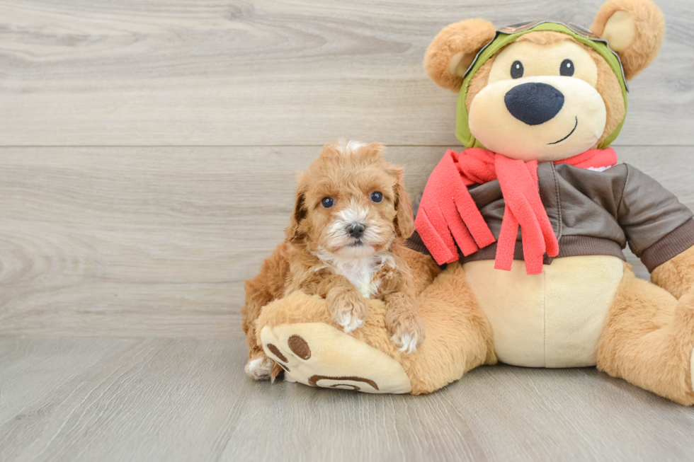 Petite Cavapoo Poodle Mix Pup