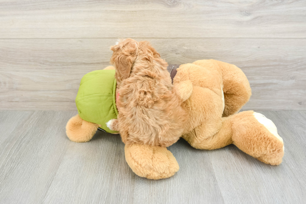 Popular Cavapoo Poodle Mix Pup