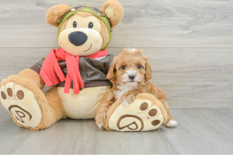 Best Cavapoo Baby