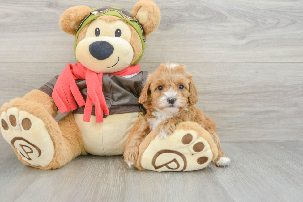 Best Cavapoo Baby