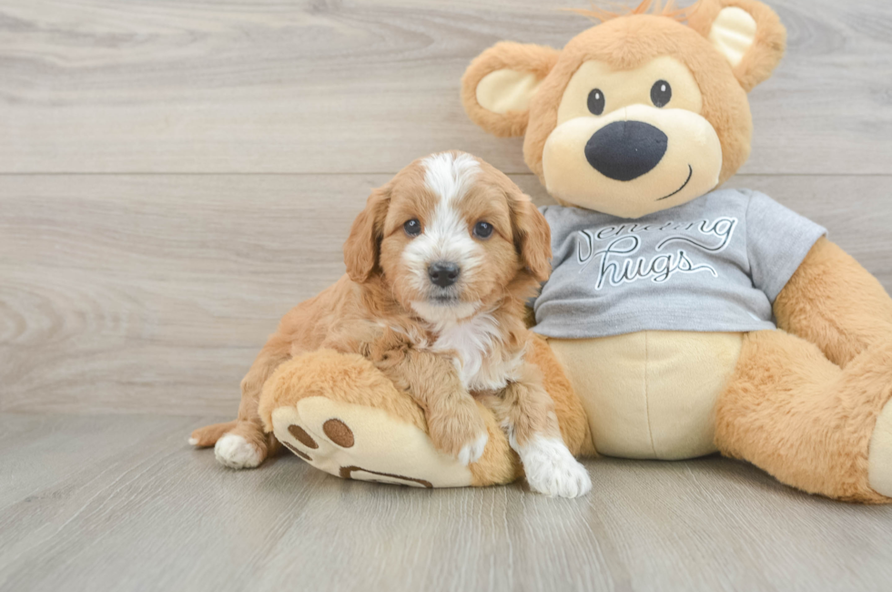5 week old Cavapoo Puppy For Sale - Lone Star Pups