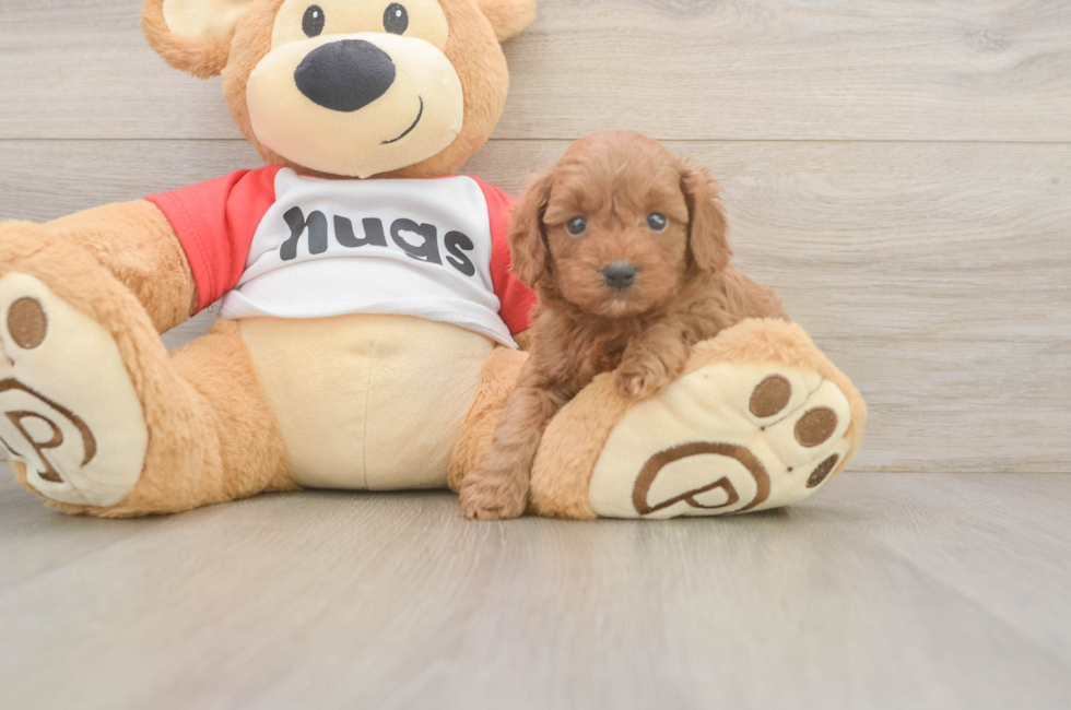 5 week old Cavapoo Puppy For Sale - Lone Star Pups
