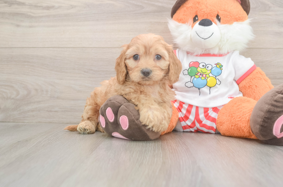 6 week old Cavapoo Puppy For Sale - Lone Star Pups