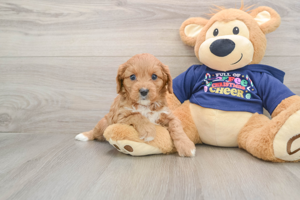 Cute Cavapoo Baby