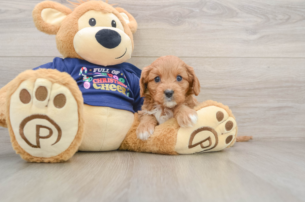 5 week old Cavapoo Puppy For Sale - Lone Star Pups