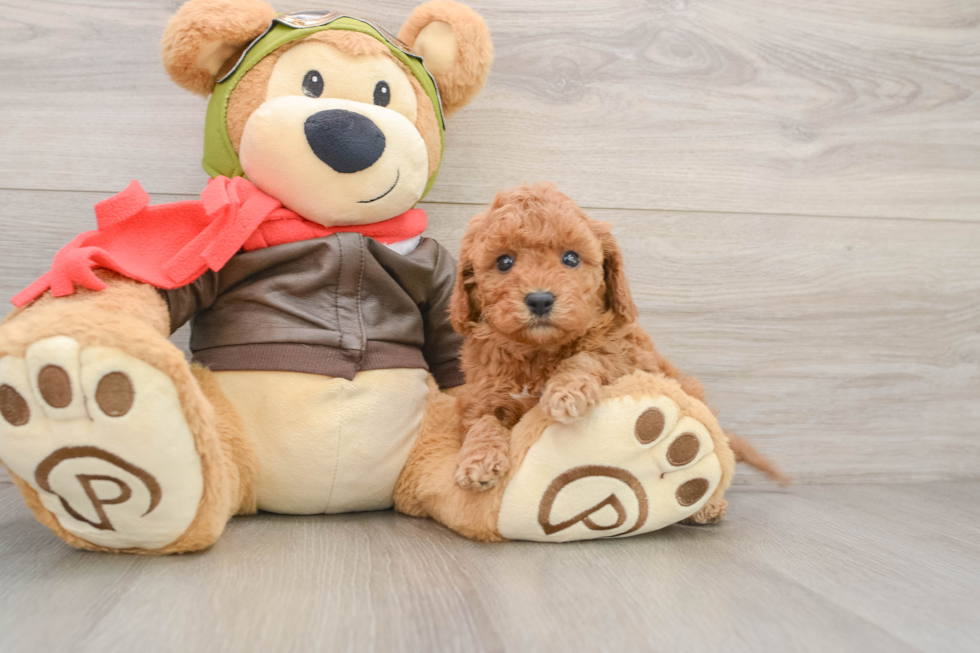 Popular Cavapoo Poodle Mix Pup