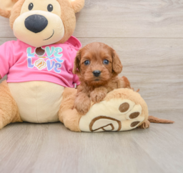 7 week old Cavapoo Puppy For Sale - Lone Star Pups