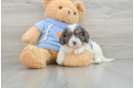 Best Cavapoo Baby