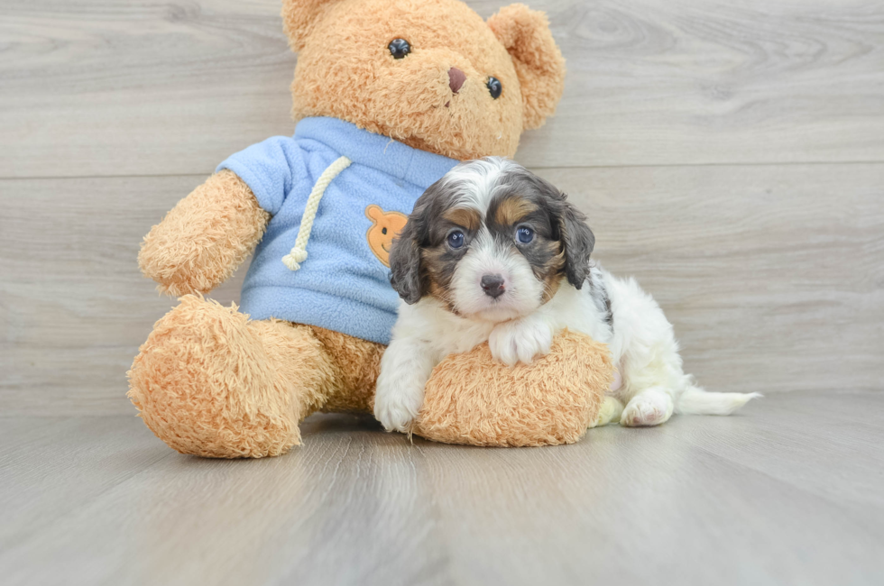 5 week old Cavapoo Puppy For Sale - Lone Star Pups