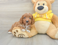 9 week old Cavapoo Puppy For Sale - Lone Star Pups