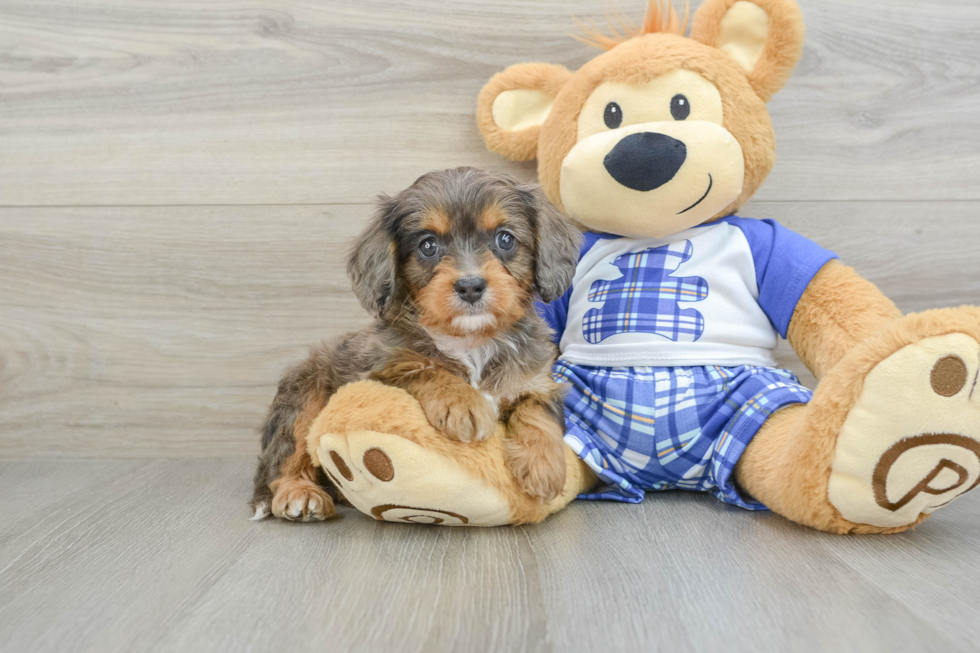 Cavapoo Puppy for Adoption