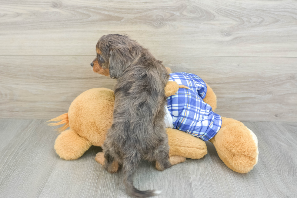 Cavapoo Puppy for Adoption