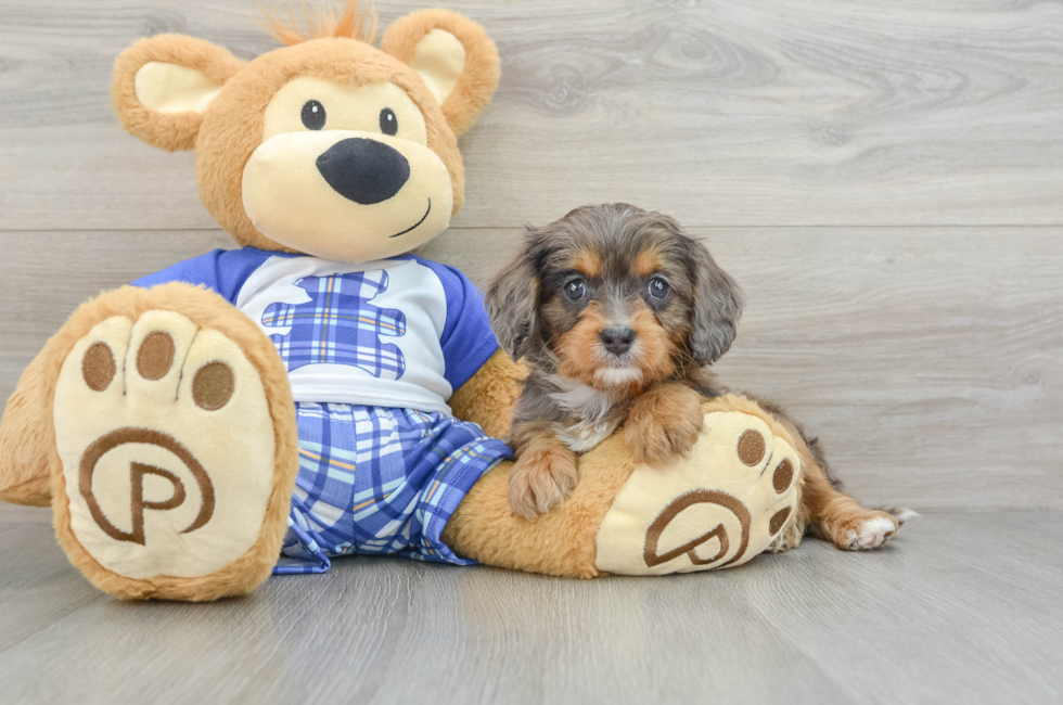 6 week old Cavapoo Puppy For Sale - Lone Star Pups