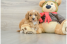 Cavapoo Puppy for Adoption