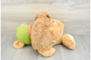Hypoallergenic Cavadoodle Poodle Mix Puppy