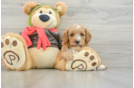 Cavapoo Pup Being Cute
