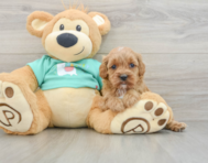 8 week old Cavapoo Puppy For Sale - Lone Star Pups