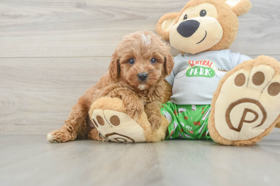 7 week old Cavapoo Puppy For Sale - Lone Star Pups