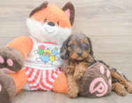 9 week old Cavapoo Puppy For Sale - Lone Star Pups