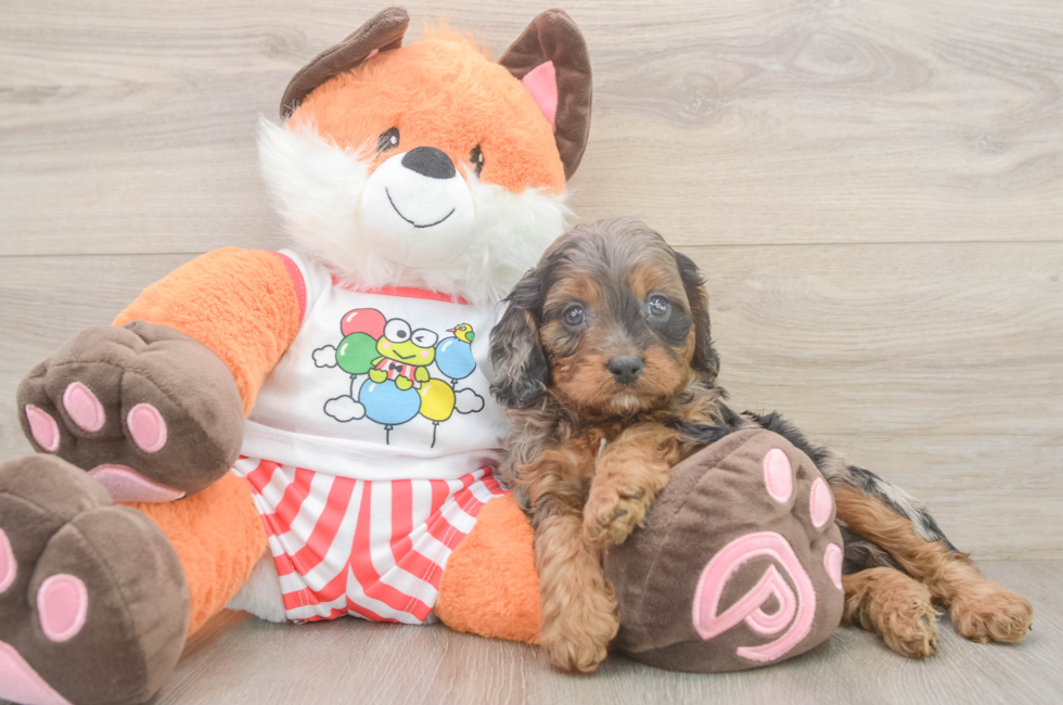 6 week old Cavapoo Puppy For Sale - Lone Star Pups