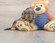 7 week old Cavapoo Puppy For Sale - Lone Star Pups