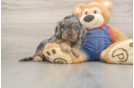 Playful Cavapoodle Poodle Mix Puppy