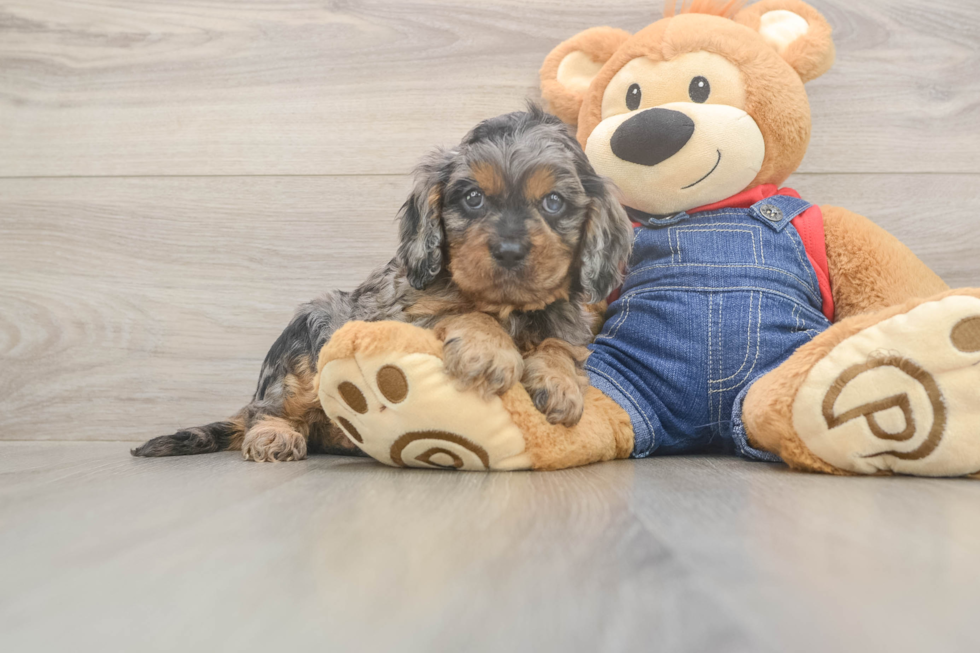 Playful Cavapoodle Poodle Mix Puppy