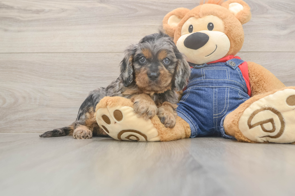 5 week old Cavapoo Puppy For Sale - Lone Star Pups
