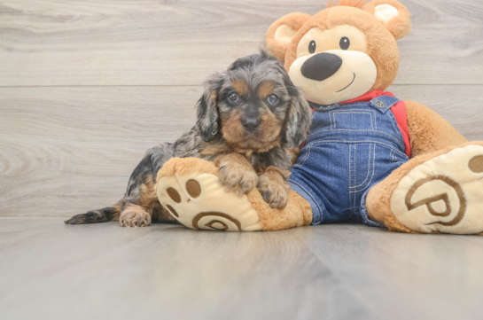 Playful Cavapoodle Poodle Mix Puppy