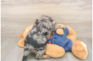 Funny Cavapoo Poodle Mix Pup