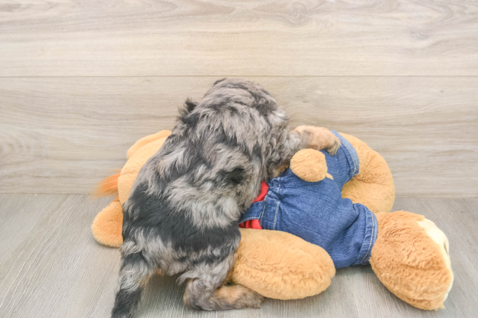 Funny Cavapoo Poodle Mix Pup