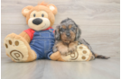 Cavapoo Pup Being Cute