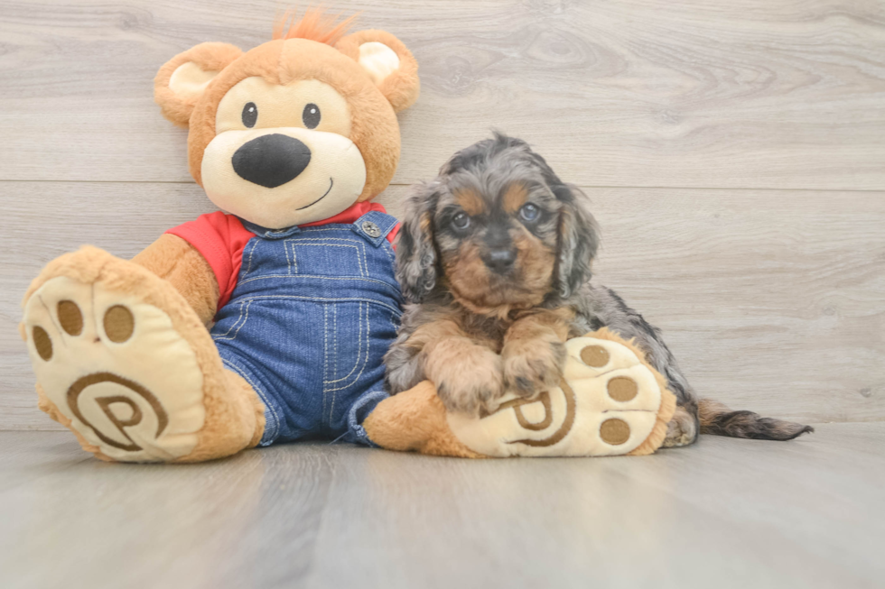 Cavapoo Pup Being Cute