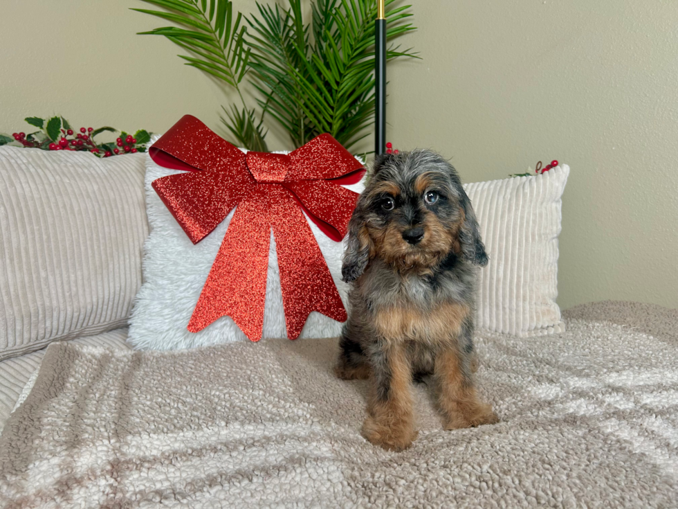Cavapoo Puppy for Adoption