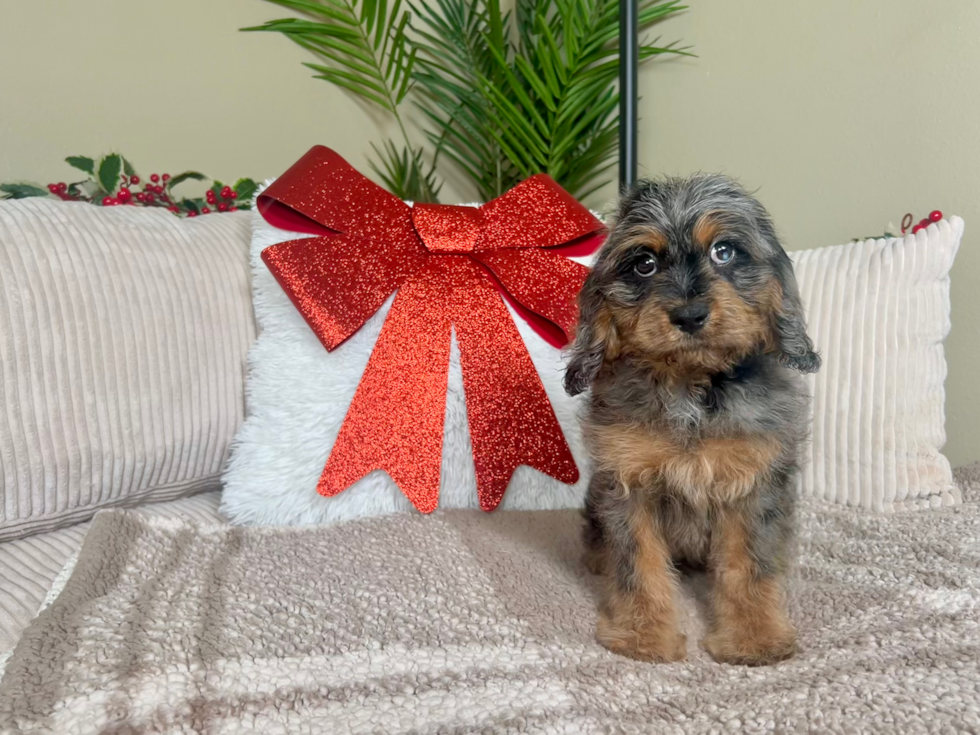 Cavapoo Pup Being Cute