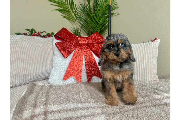 Cute Cavoodle Poodle Mix Puppy