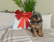 9 week old Cavapoo Puppy For Sale - Lone Star Pups