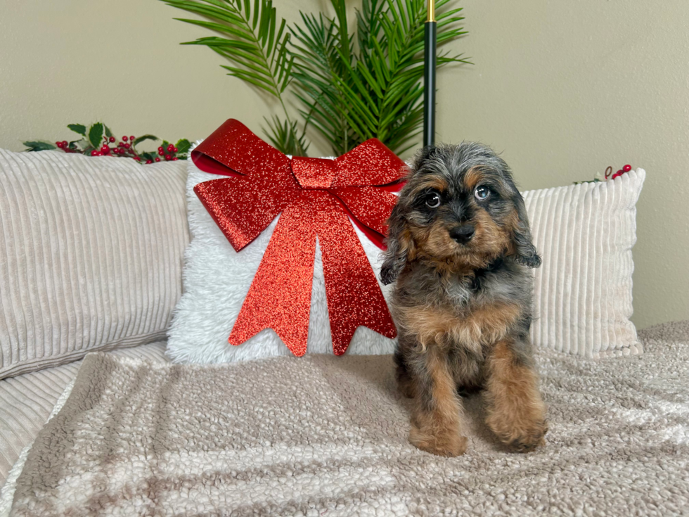 Cute Cavoodle Poodle Mix Puppy