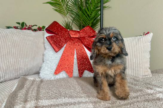Cute Cavoodle Poodle Mix Puppy