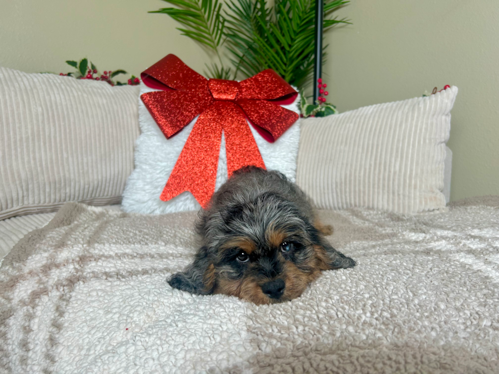 Cute Cavapoo Poodle Mix Pup