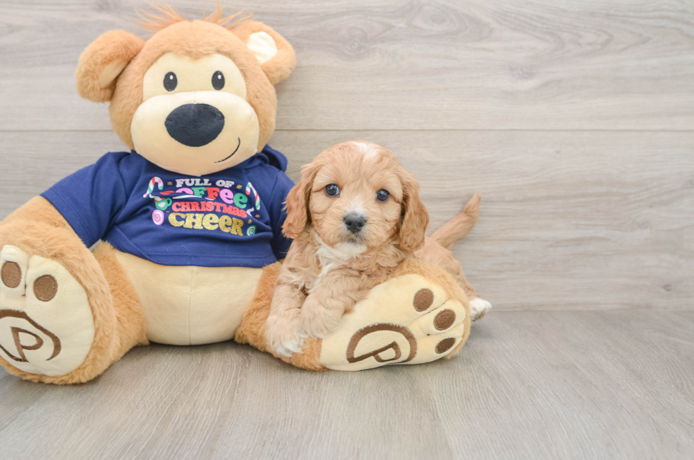5 week old Cavapoo Puppy For Sale - Lone Star Pups