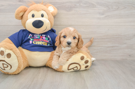 Cavapoo Puppy for Adoption