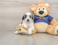 7 week old Cavapoo Puppy For Sale - Lone Star Pups