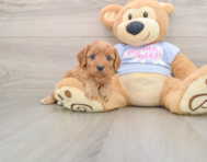 8 week old Cavapoo Puppy For Sale - Lone Star Pups