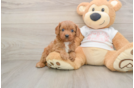 Adorable Cavalier King Charles Spaniel and Poodle Mix Poodle Mix Puppy