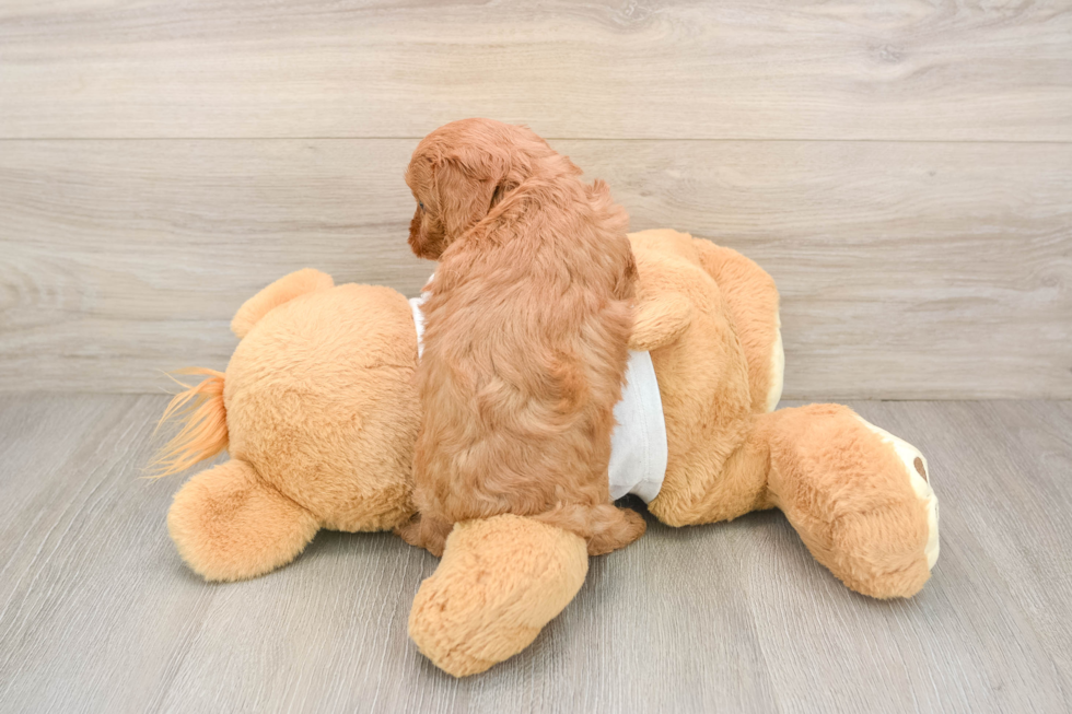 Cavapoo Puppy for Adoption