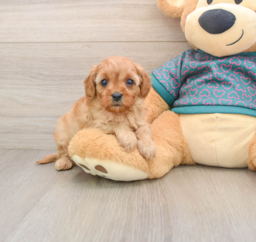 9 week old Cavapoo Puppy For Sale - Lone Star Pups