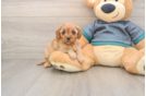 Best Cavapoo Baby